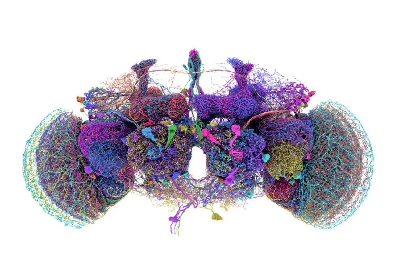scientists-place-fruit-fly-brain-in-virtual-body-in-new-digital-neuroscience-step-3215923_2026030916