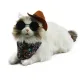 metaCat Smart Lifelike Bionic Plush Cat Toy, Interactive Electronic Pet Companion for Kids, Ideal Birthday Gift (Ragdoll